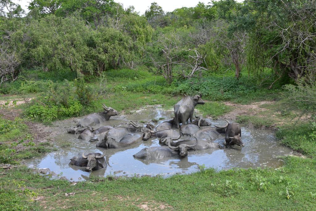 K Holiday Tissamaharama Bagian luar foto